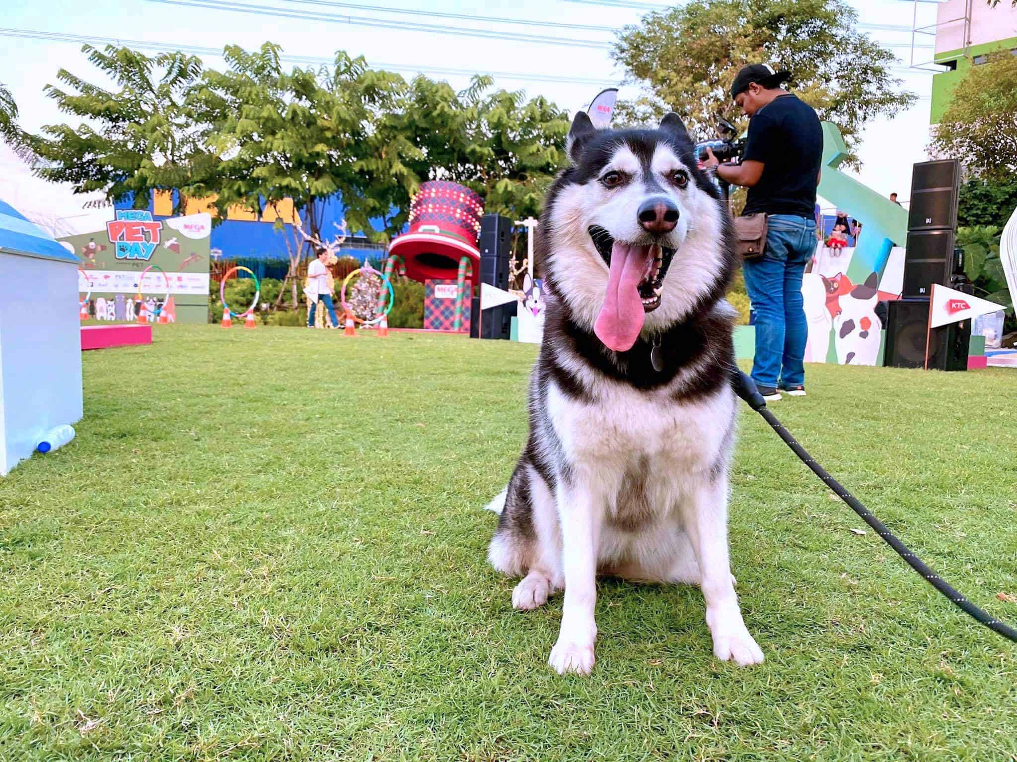 74670800_2767165150013203_8645854872920391680_o Mega Park (Megabangna เมกาบางนา) 2