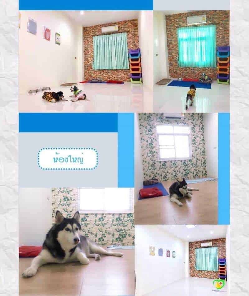 Mister Pet Animal Hospital 4