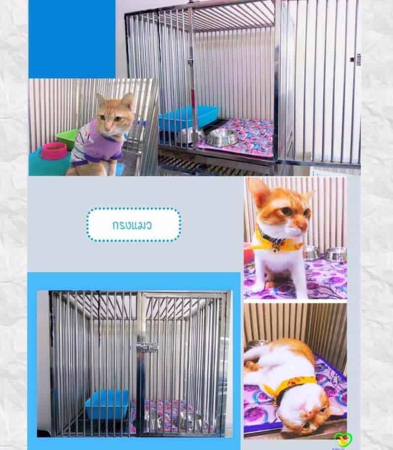 Mister Pet Animal Hospital 7