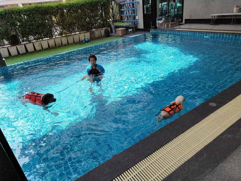 Petopia Dog Pool 1