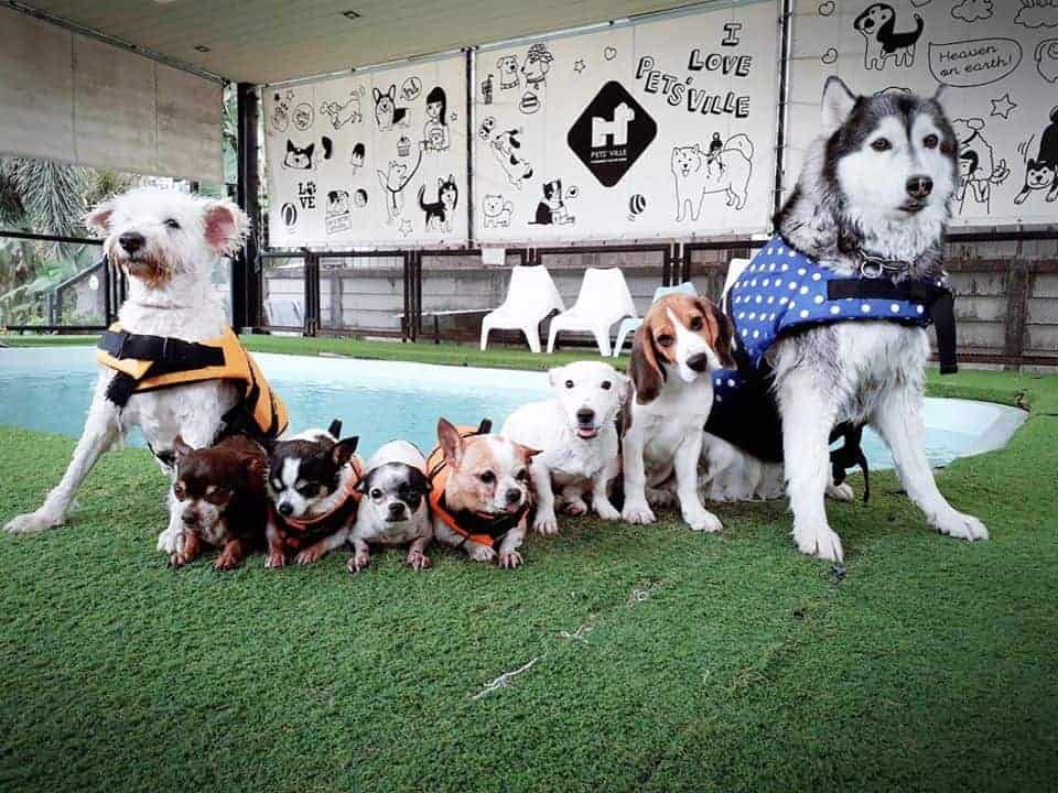 PETS' VILLE 7