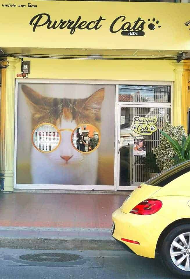 Purrfect CATS Hotel 8