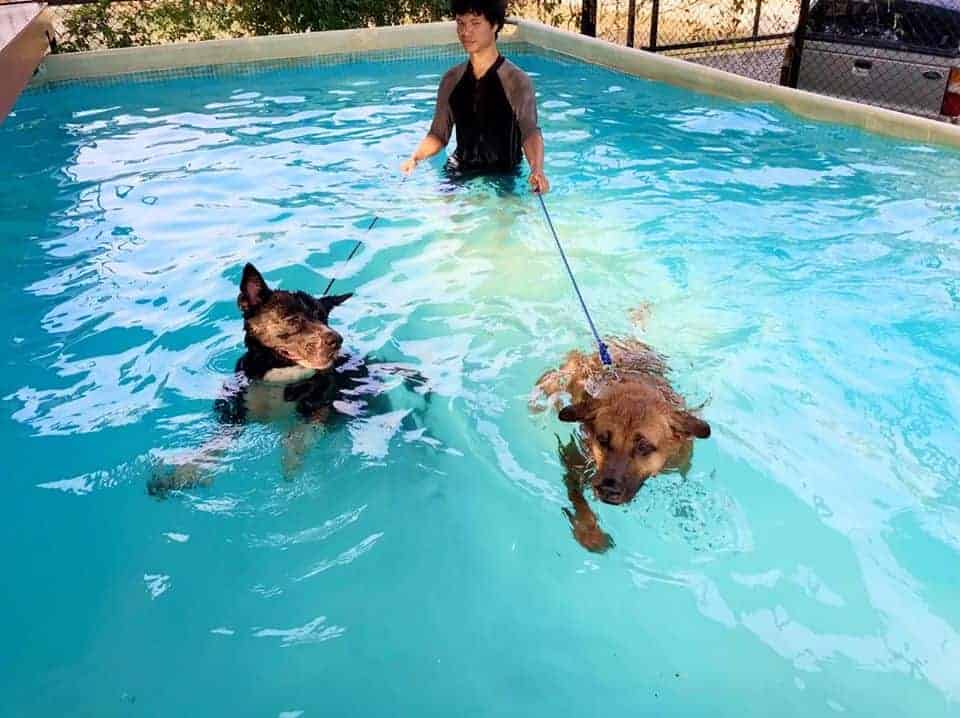The Dogtel 9