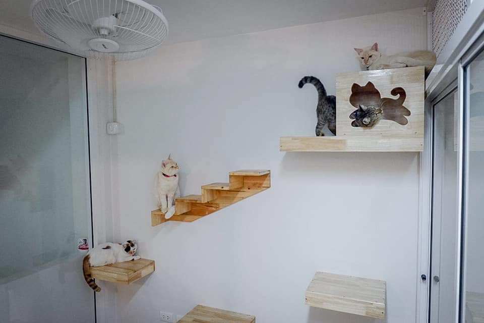 Marry Cat's Hotel 6