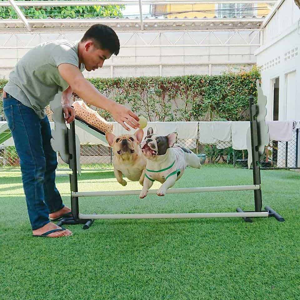 Dog's Tale Bangkok 2
