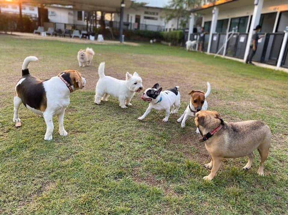PETS' VILLE 6