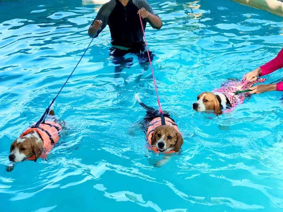 The Dogtel 8
