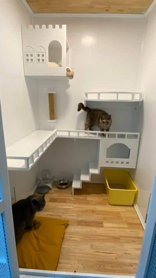 Purrfect CATS Hotel 6