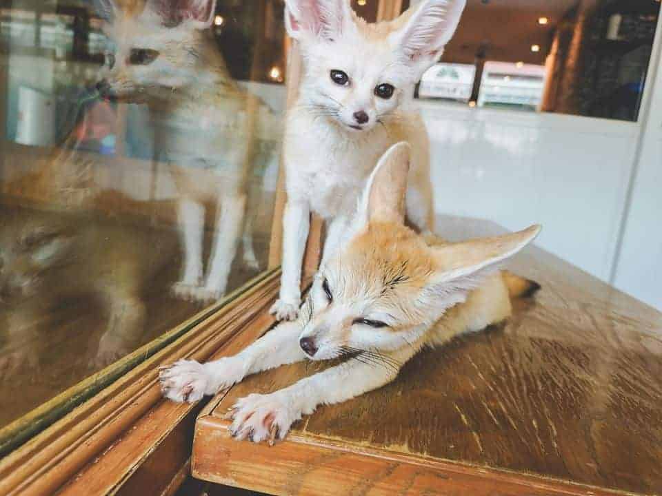 The Animal Cafe Restaurant 6