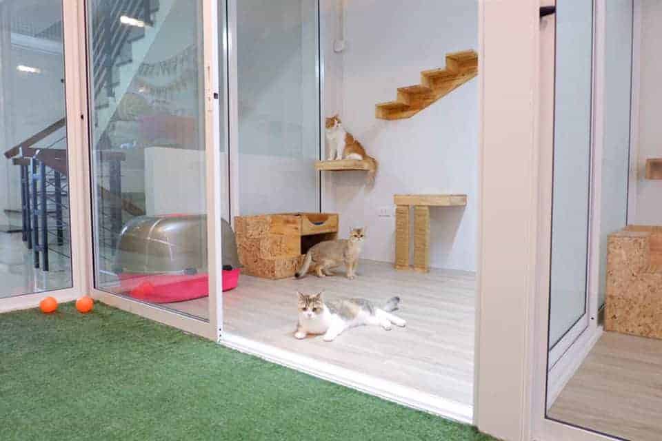 Marry Cat's Hotel 5