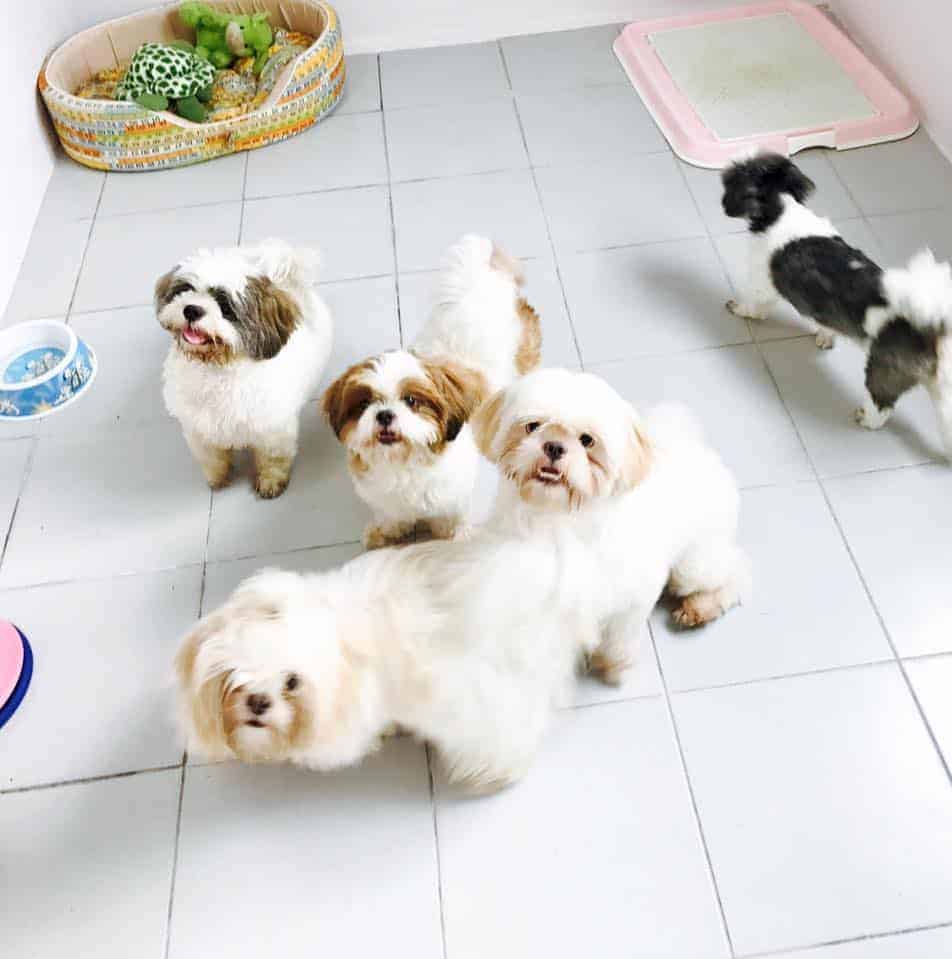 Dog Space Rangsit 2