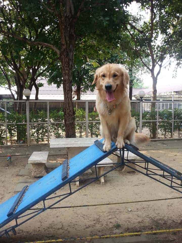 Pet Paradise Park 3