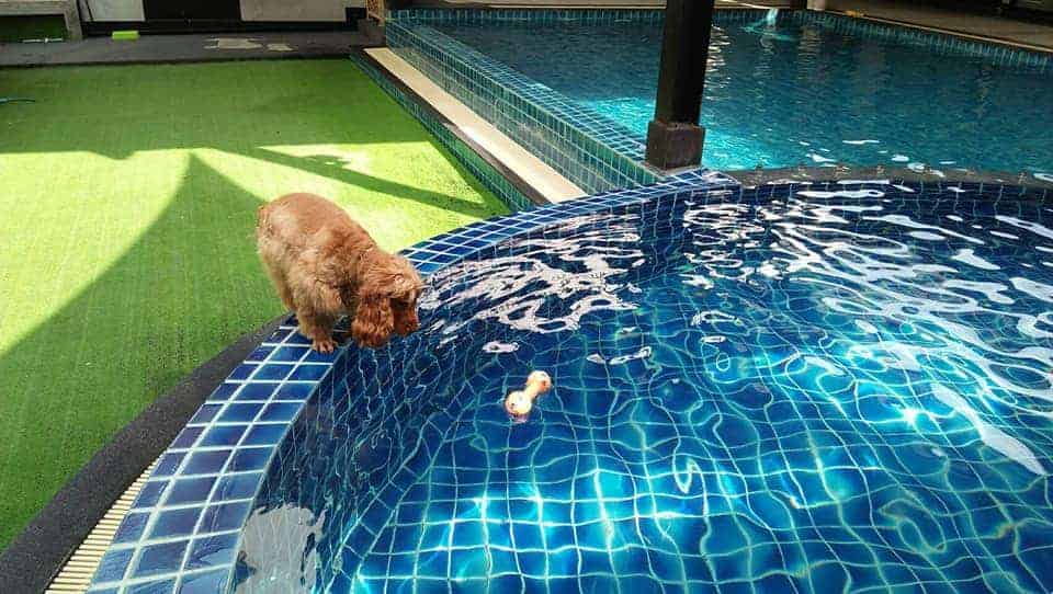 Petopia Dog Pool 4