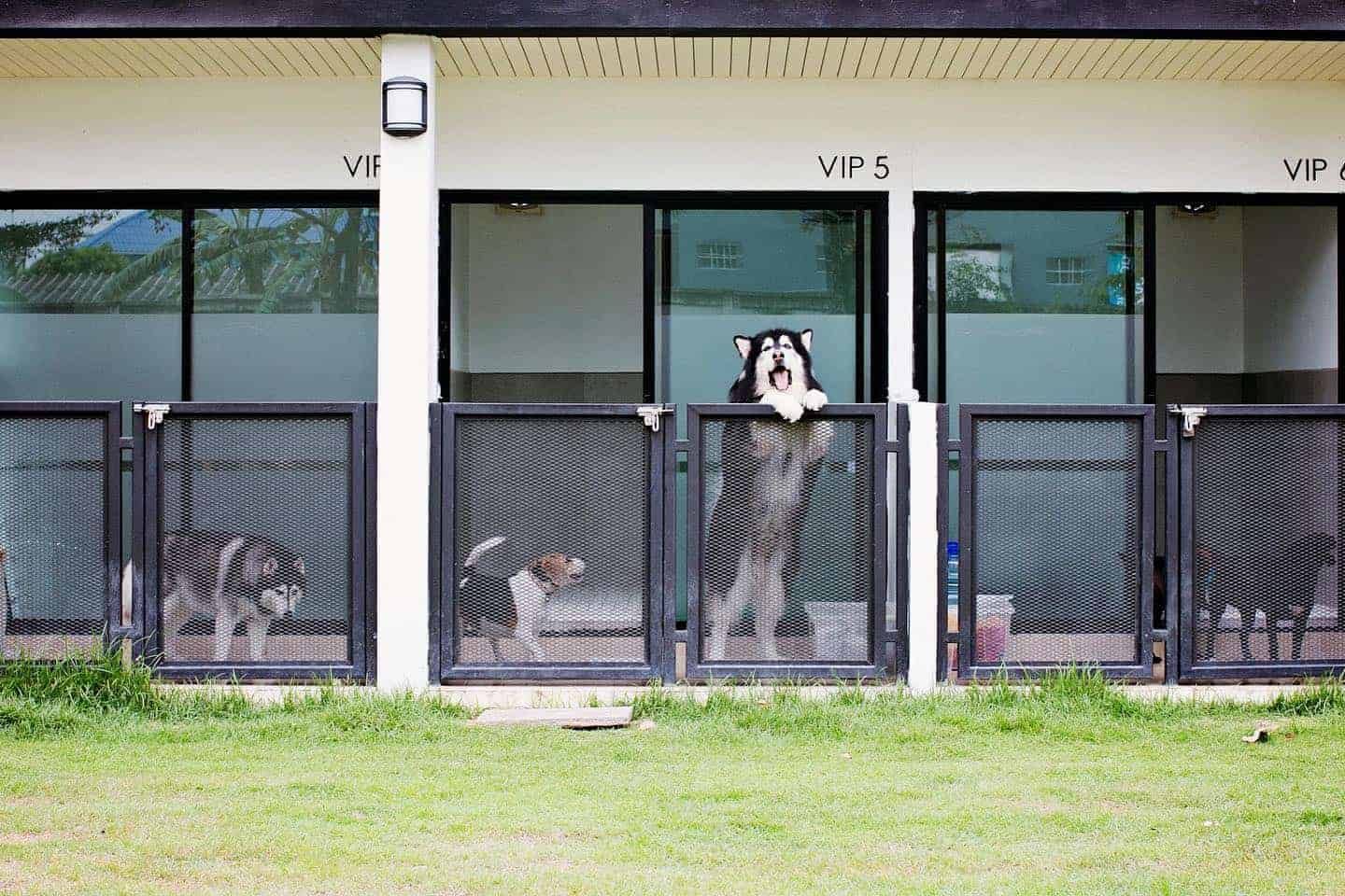 PETS' VILLE 4