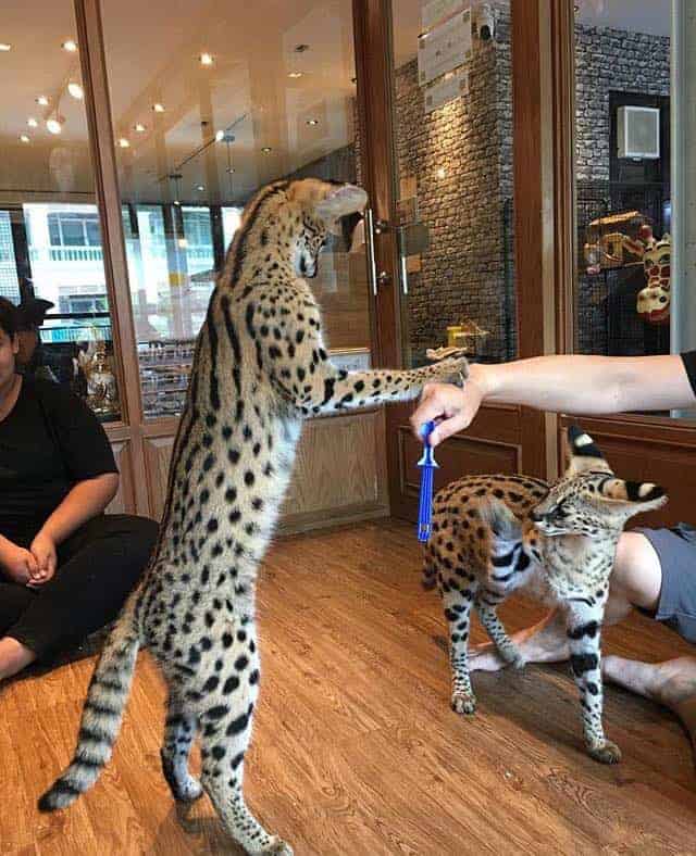 The Animal Cafe Restaurant 5