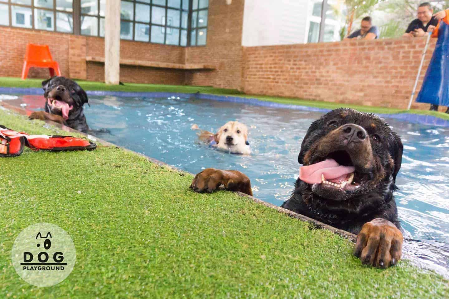 Dogplayground 3
