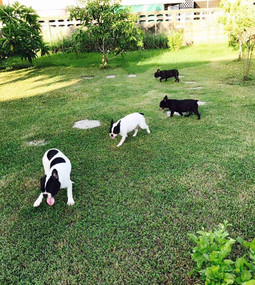 Dog Space Rangsit 3