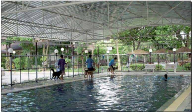 Pet Paradise Park 2