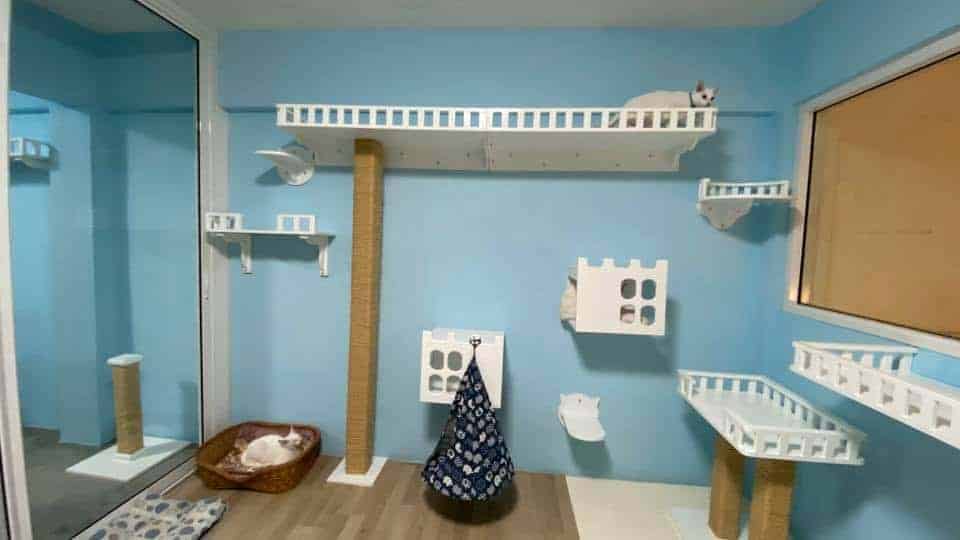 Purrfect CATS Hotel 4