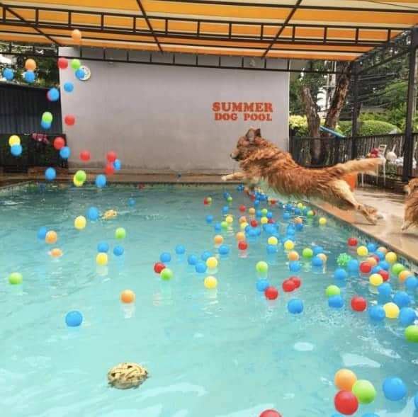 Summer Dog Pool 4