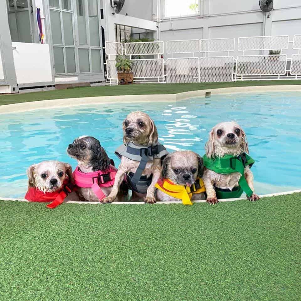 Dog's Tale Bangkok 5