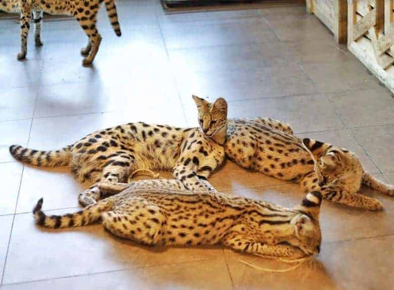 The Animal Cafe Restaurant 4