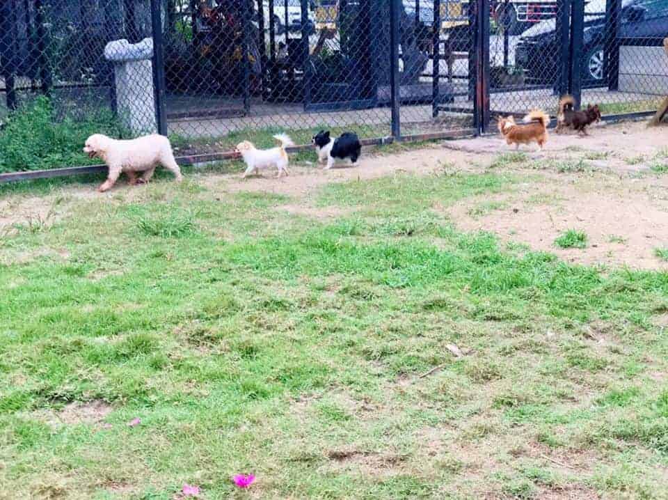 The Dogtel 5