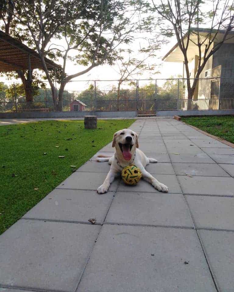 Dogplayground 2