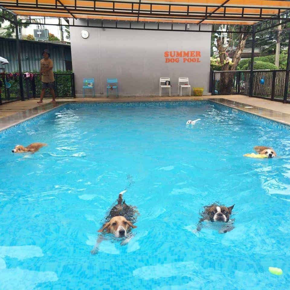 Summer Dog Pool 3