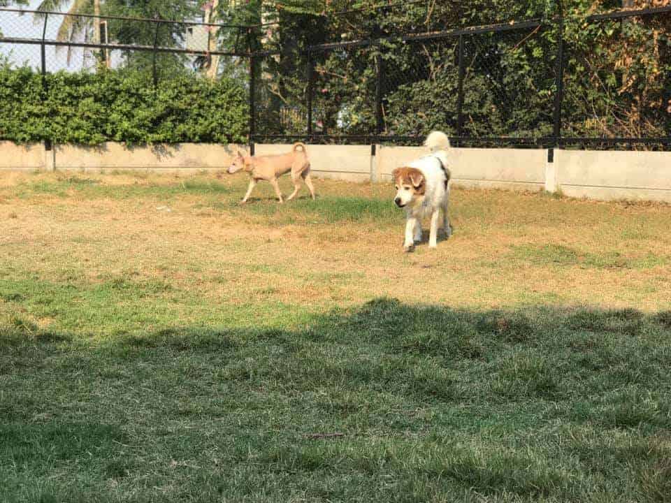 The Dogtel 4