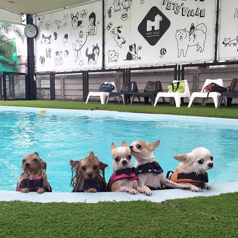 PETS' VILLE 2