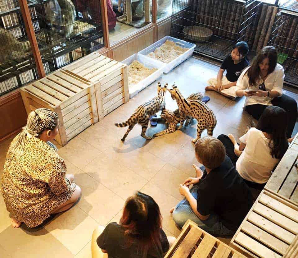 The Animal Cafe Restaurant 2