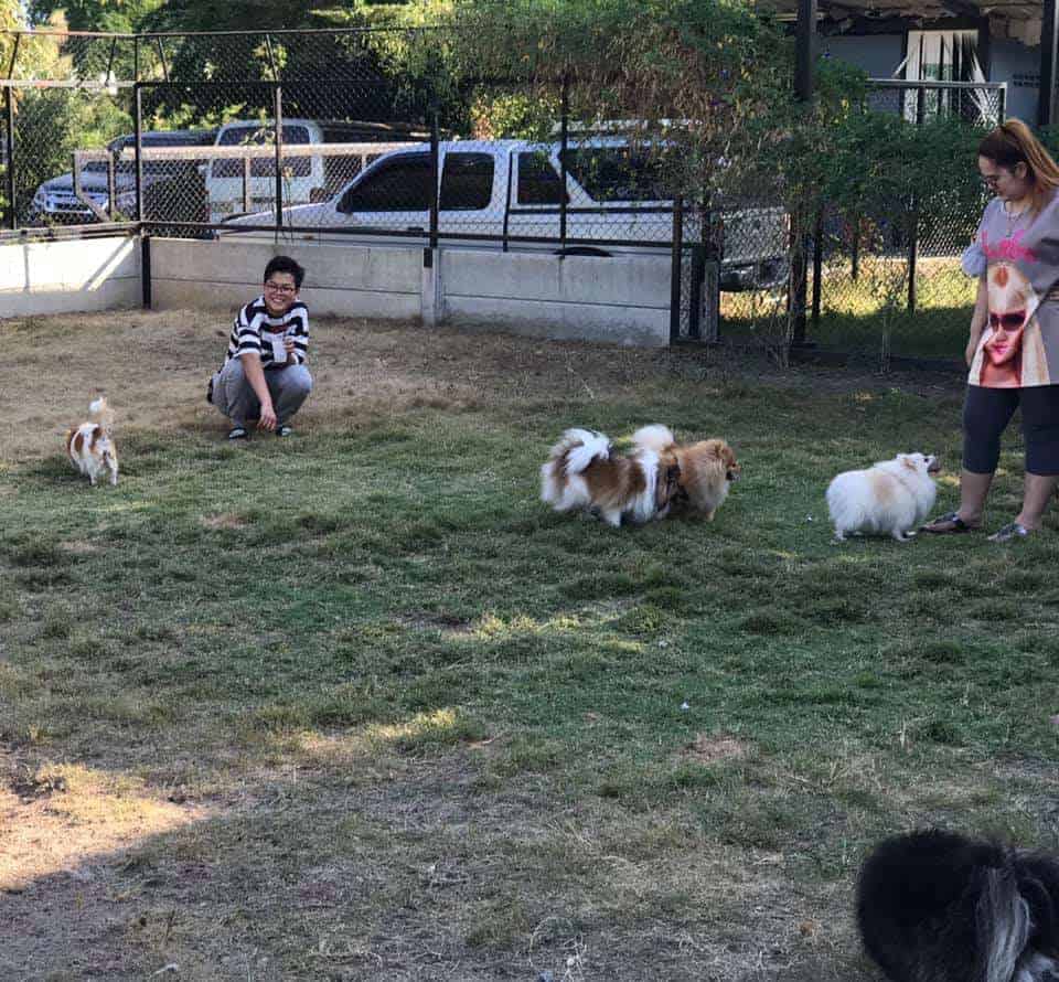 The Dogtel 3