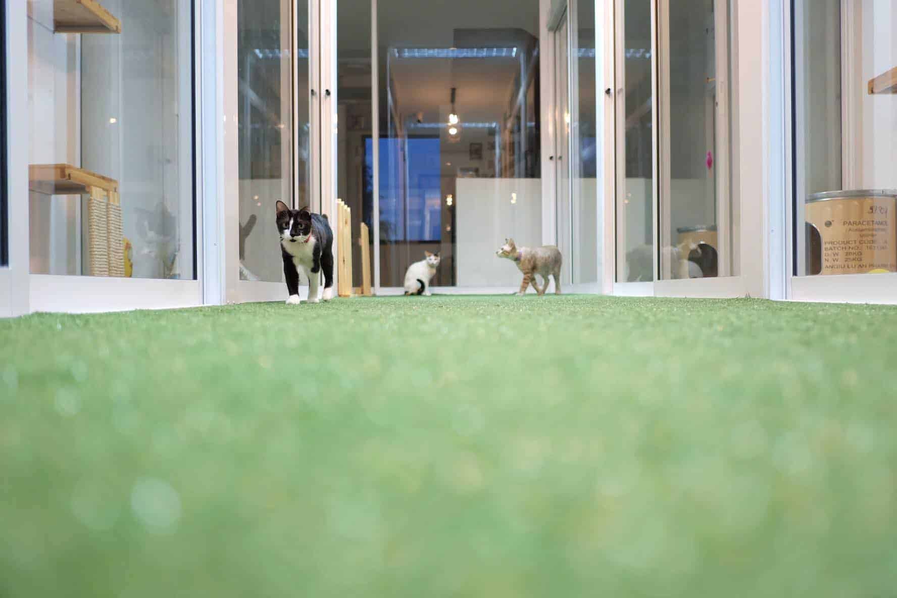 Marry Cat's Hotel 2
