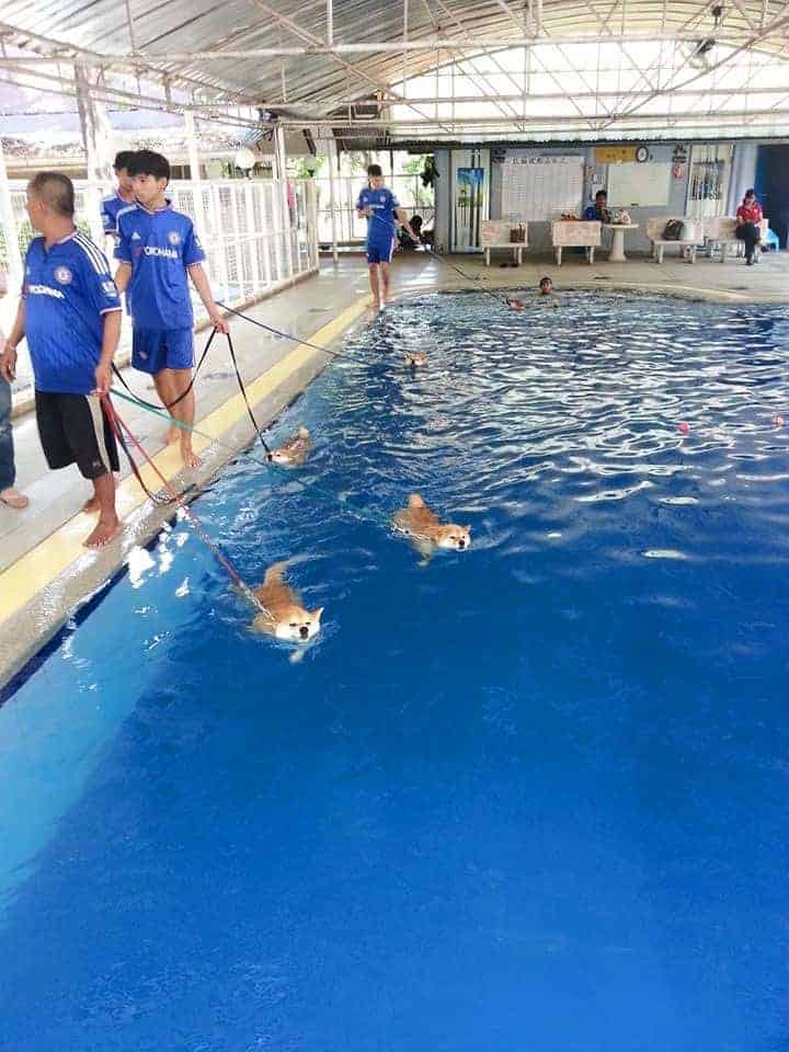 Pet Paradise Park 1