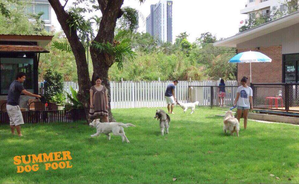 Summer Dog Pool 1