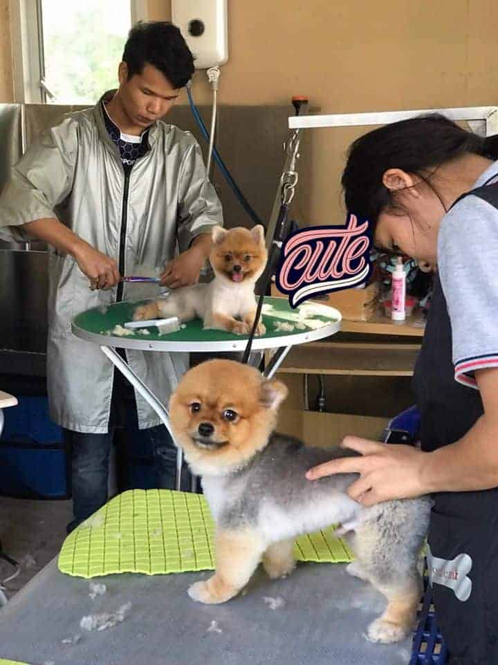 The Dogtel 2