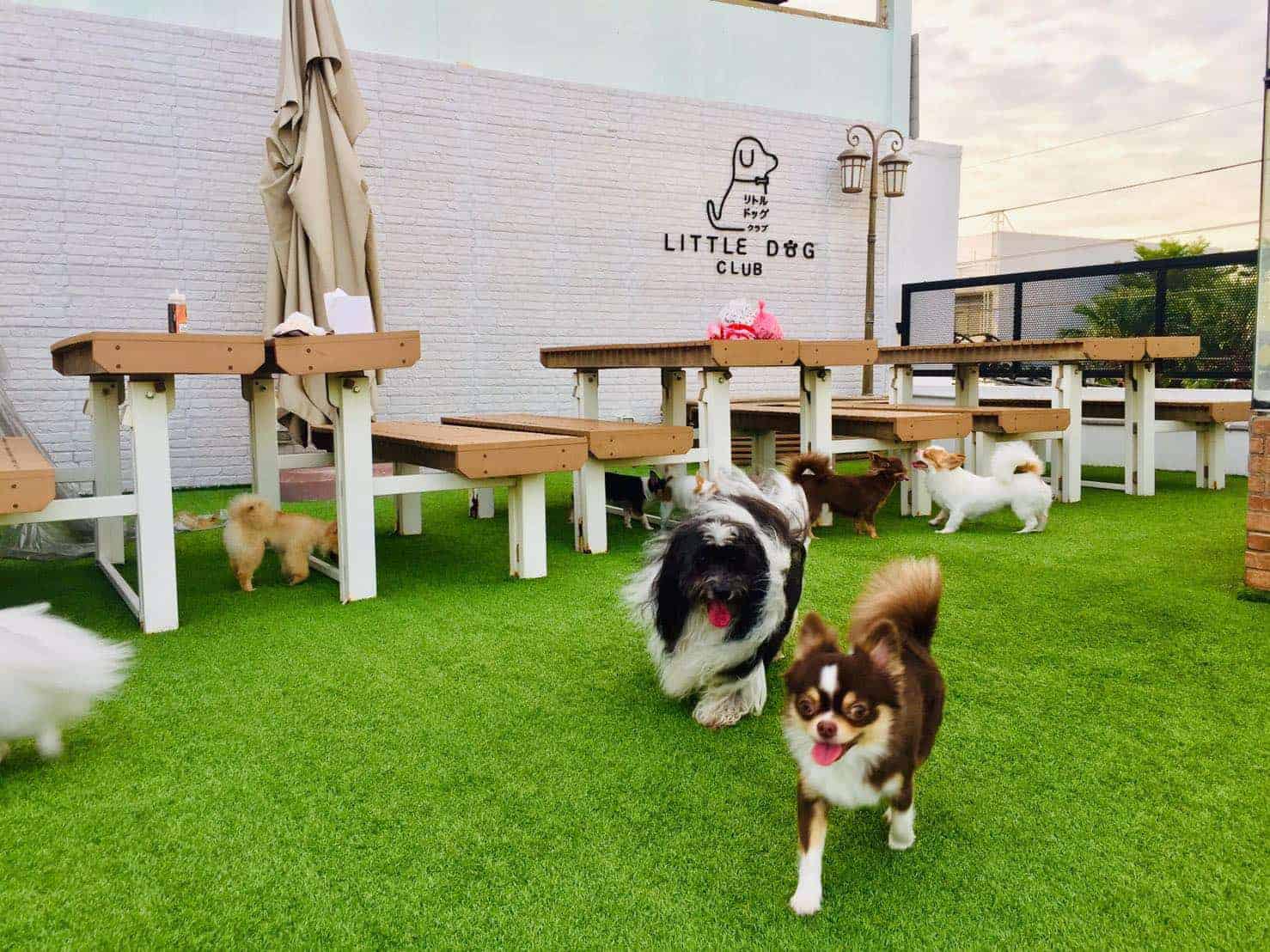 Little Dog Club (ลาดพร้าว) 1