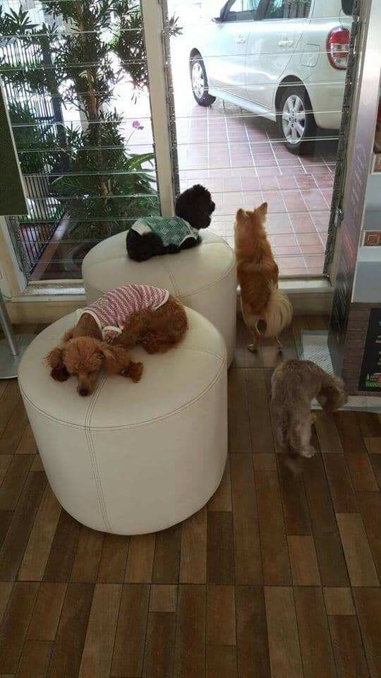 ASILO Pet Spa & Hotel 5