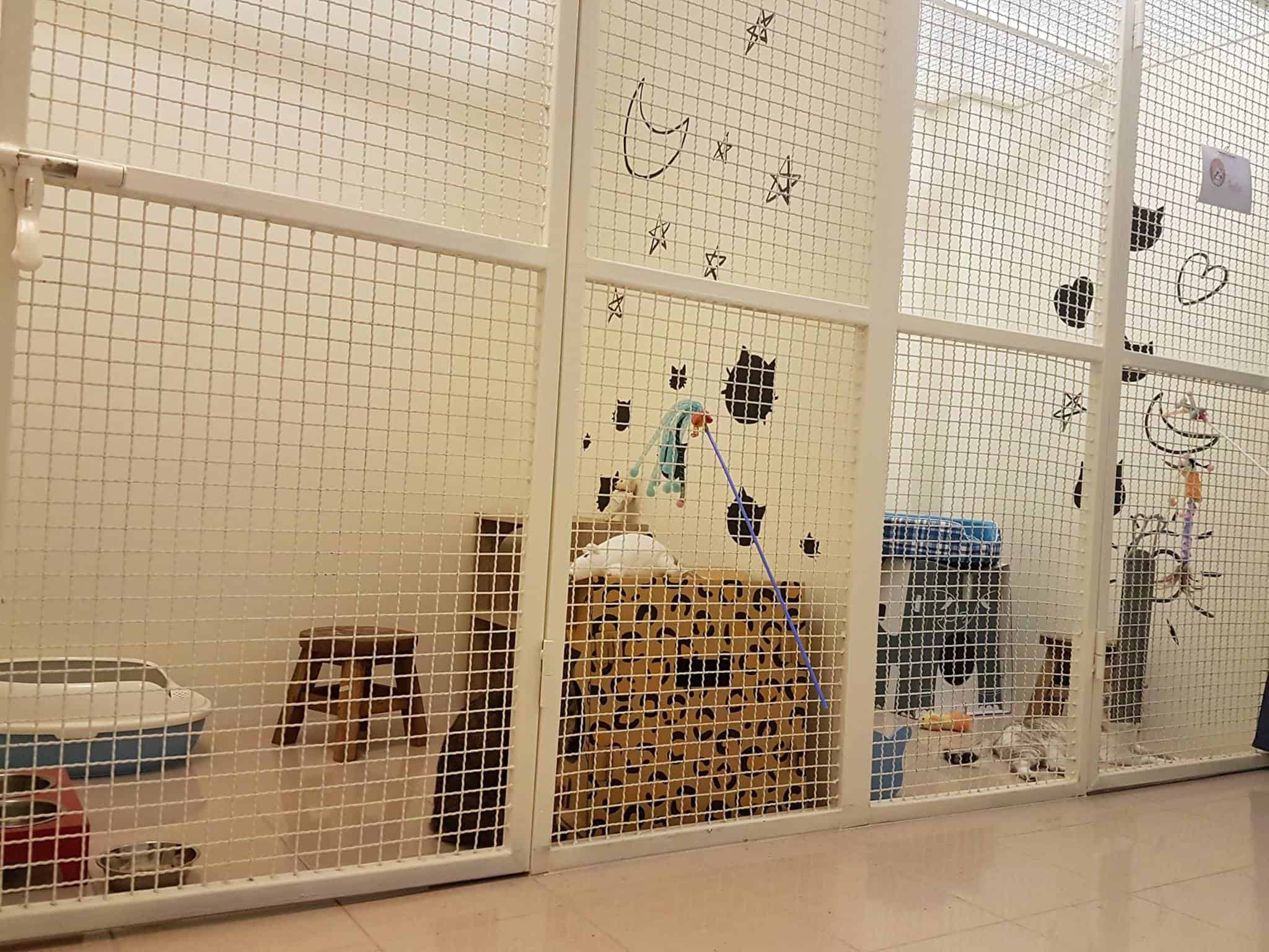 บ้านฮักแมว 1