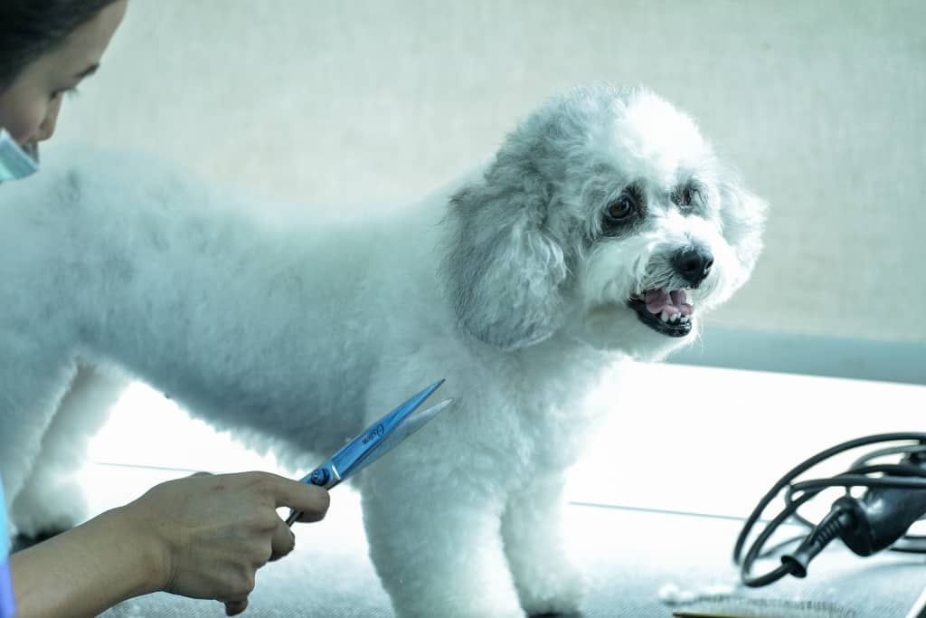 โรงพยาบาลสัตว์ทองหล่อ พัทยา Thonglor Pet Hospital Pattaya 1