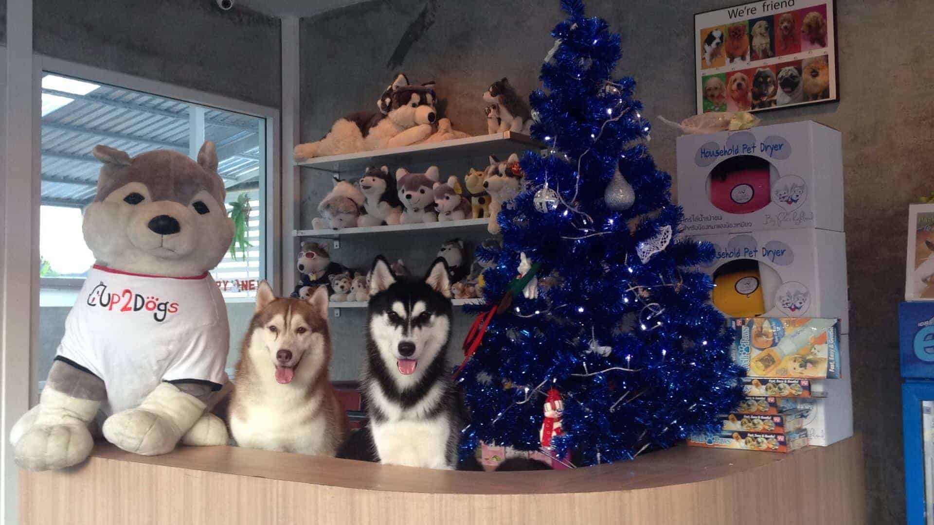 Up2Dogs 2