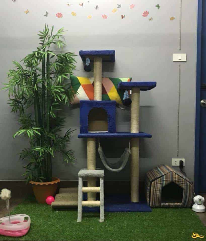 Big Cat Hotel 3