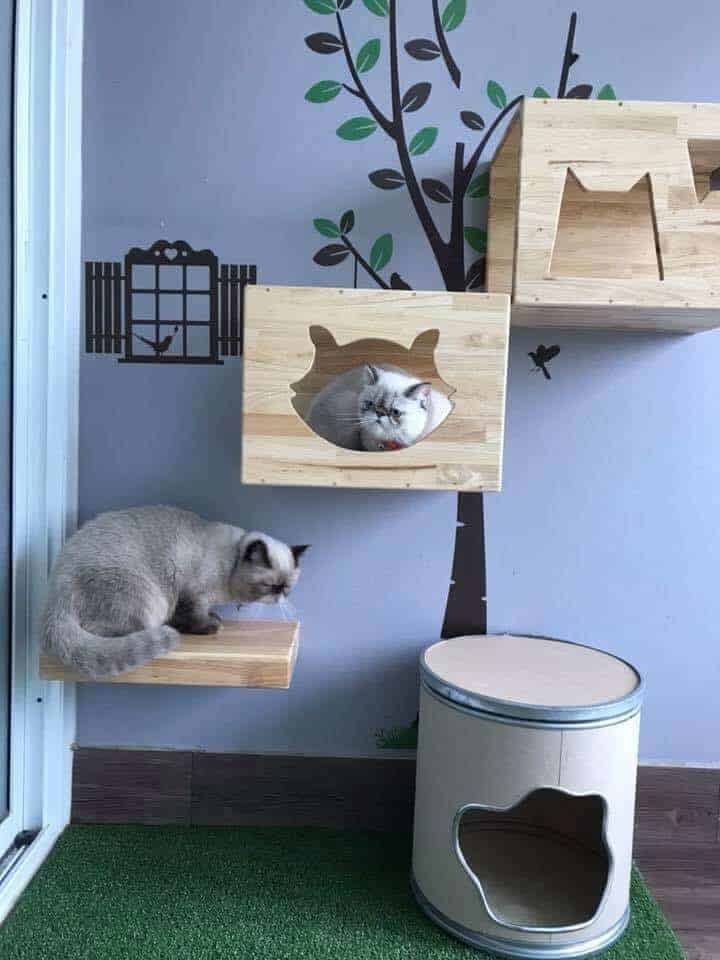 Big Cat Hotel 4