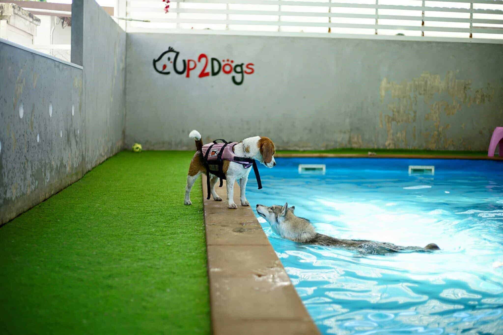 Up2Dogs 3
