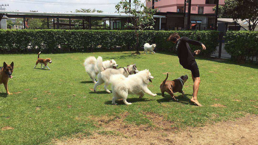 Dog Space Bkk 4