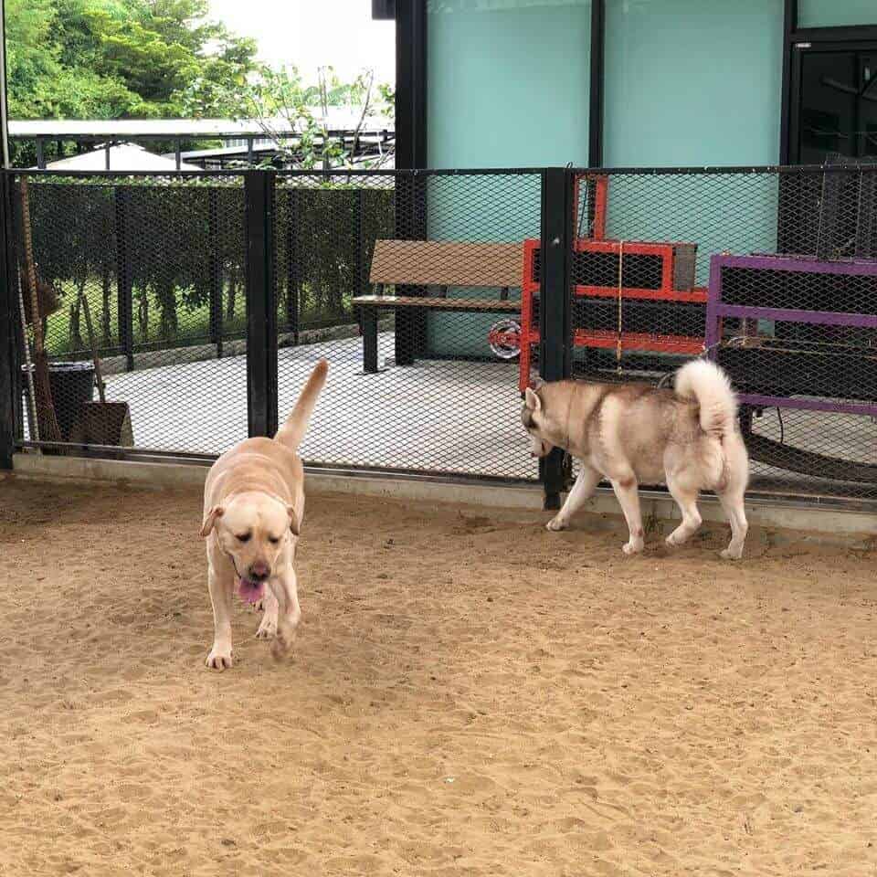 Dog Space Bkk 6