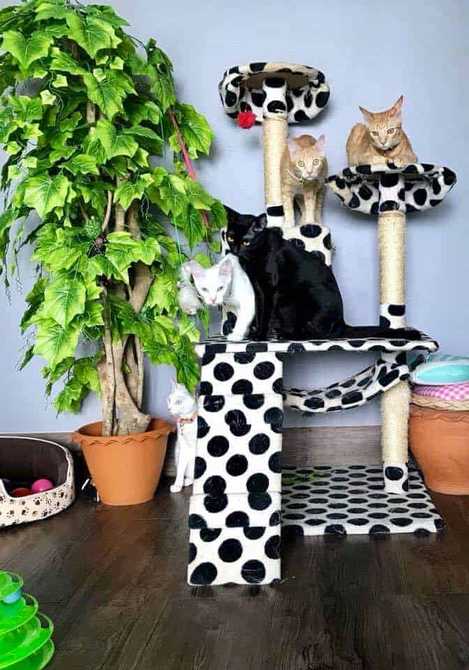 Big Cat Hotel 6