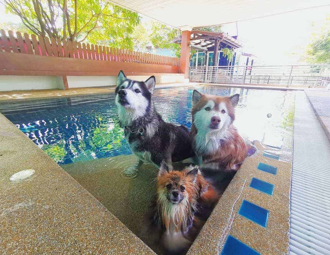 Love Me Love My Pets 4