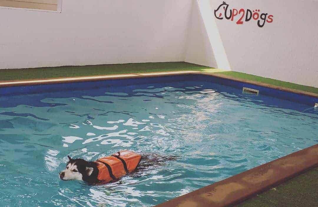 Up2Dogs 4